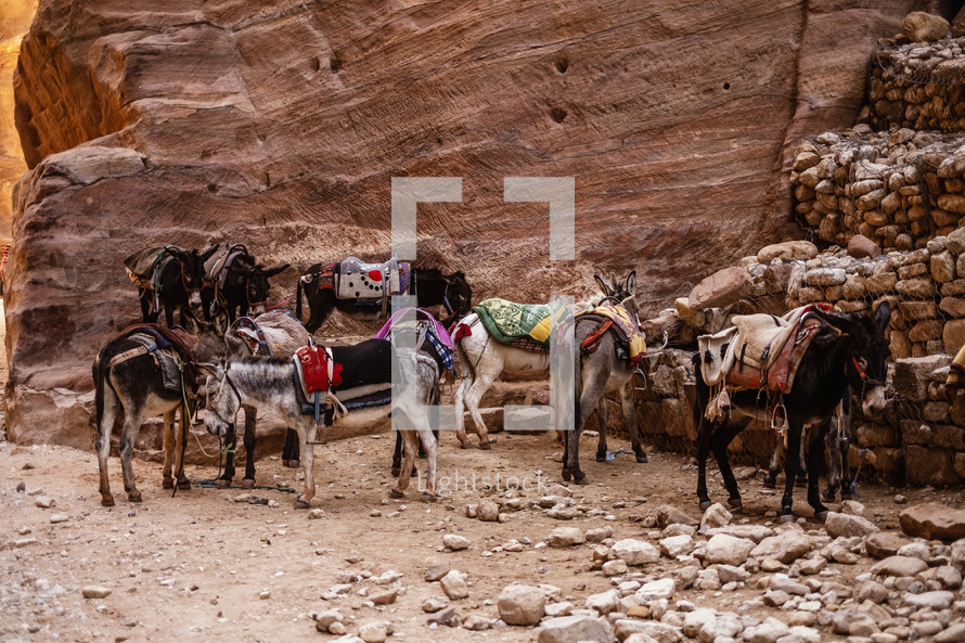 donkeys in the desert 