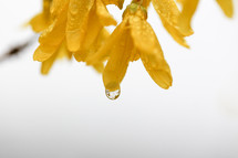 wet yellow flowers 