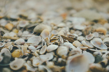 shells on a beach 