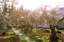 path lined with olive trees