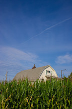 barn and corn field 