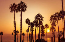 silhouettes of palm trees at sunset 