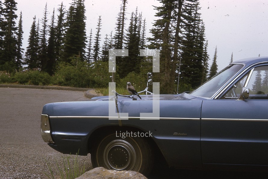 mockingbird on the hood of a car 