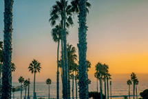 palm trees at sunset 