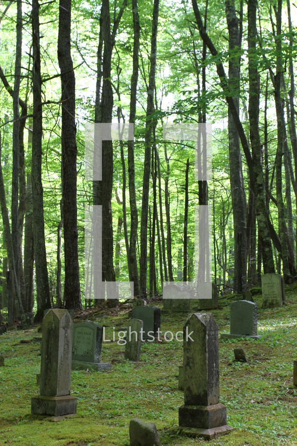 Old headstones in a cemetery surrounded by tall trees.