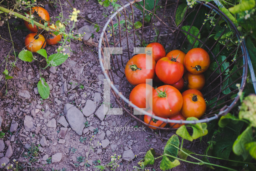 basket of tomatoes 