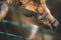 A bored roe deer in a cage