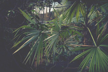 tropical plants 