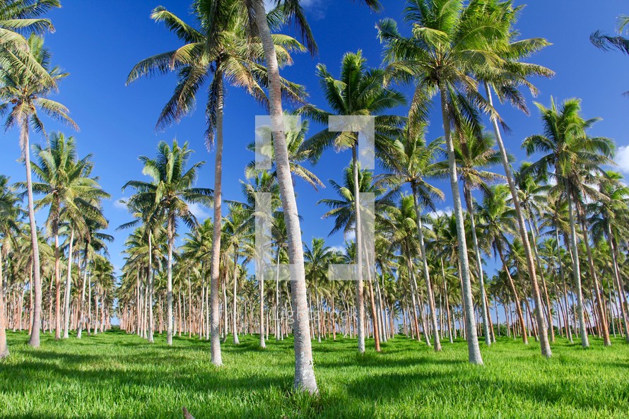palm tree forest 