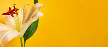white Lily on a yellow background 