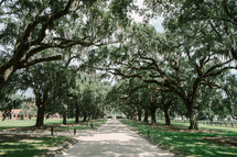 southern tree lined road 