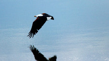 soaring bald eagle 