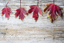 red fall leaves on wood background 