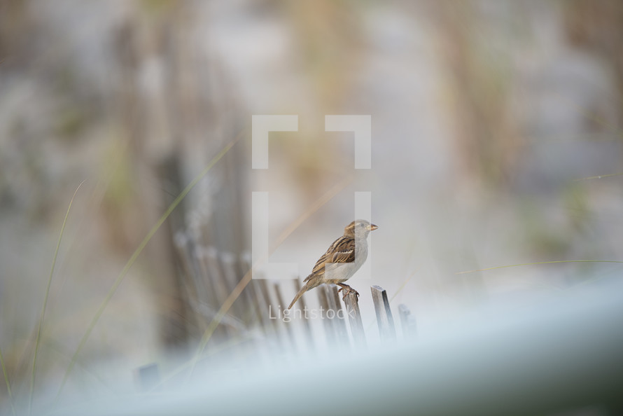 small sparrow on a fence 