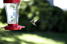 a hummingbird at a feeder 
