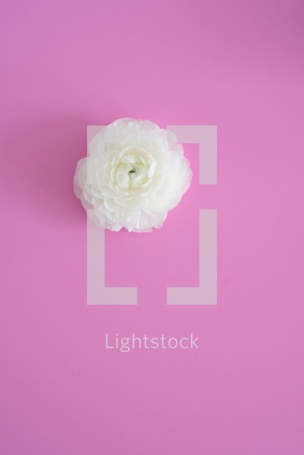 white flower on pink background 