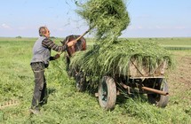 farmer harvesting hay 