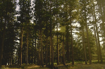 tall trees in a pine forest during early morning sunrise
