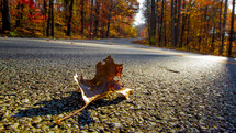 a fall leaf in the middle of a road 