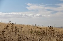 field of brown grasses