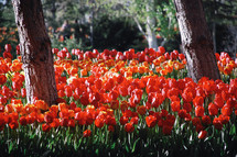 red tulips and tree trunks 