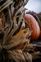 fall corn and pumpkins 