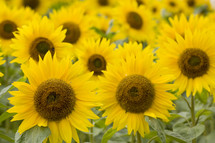 yellow sunflowers 