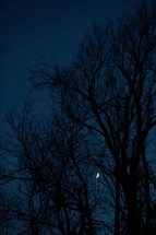 silhouettes of winter tree branches and a crescent moon 