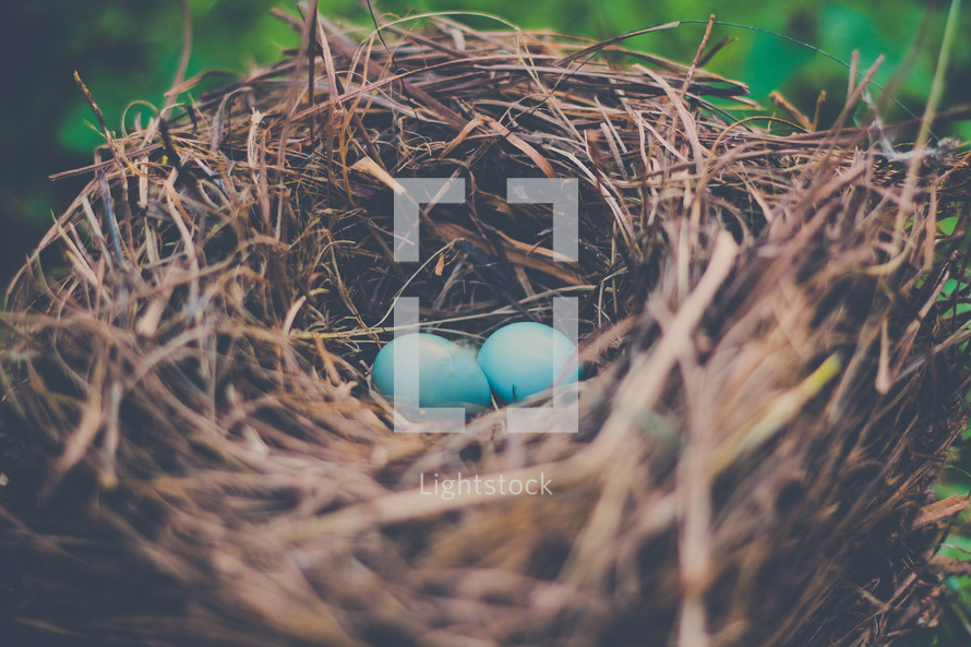 robin's eggs in a bird nest 