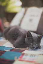 sleepy grey cat