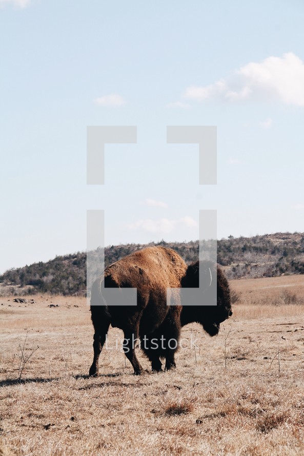 bison on the plains 