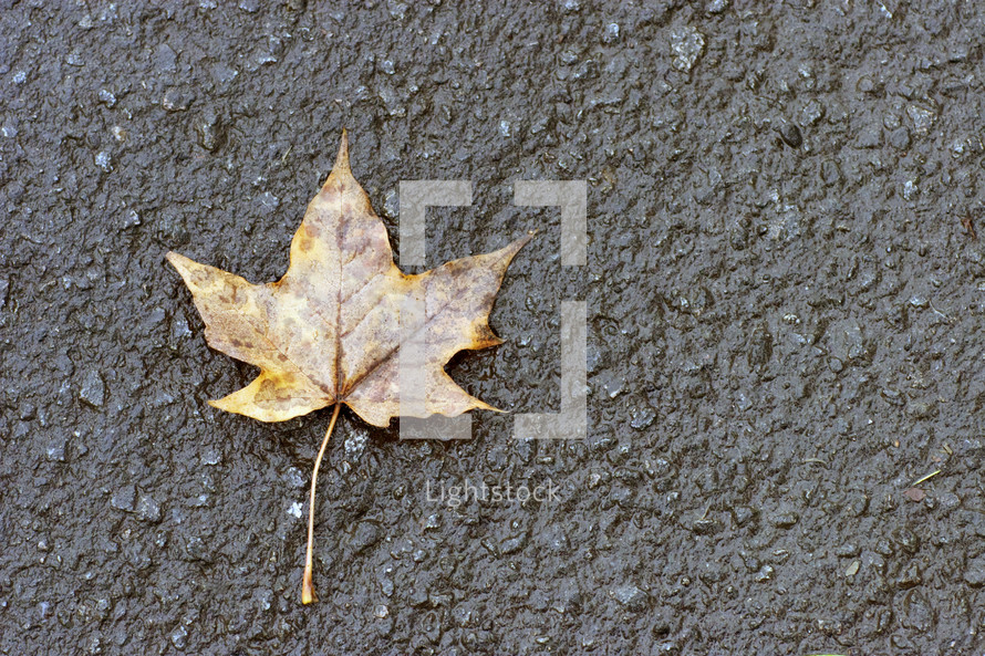 Fall leaf on the pavement.