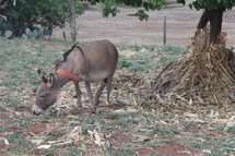 chained donkey 