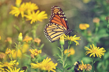 monarch butterfly on a yellow wildflower