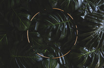 palm leaves and circle frame 