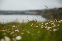 Flowers in the grass by a lake shore