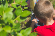 boy child picking fresh blueberries 