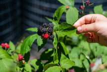 picking blackberries in summer 