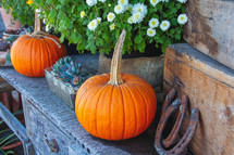 Autumn or Fall stock photo of pumpkins and mums for a background or social media post idea for a church festival or trunk or treat event.