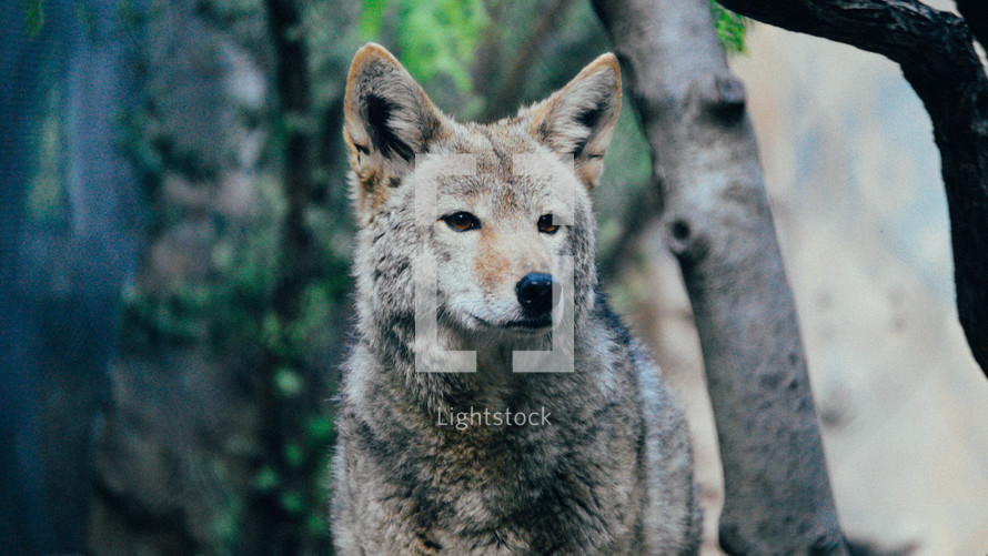 red wolf 