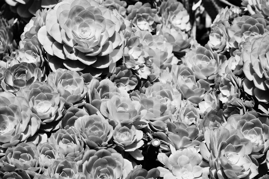 succulent plants garden background in black and white 