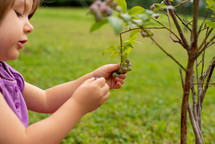 toddler girl picking blueberries 