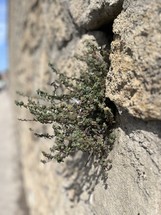 A plant growing between sandstone