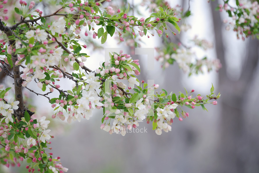 pink and white spring flowers 