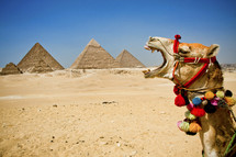A camel in a brightly colored bridle brays near the pyramids.