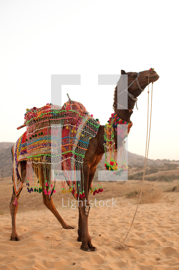 a decorated riding camel in India