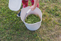 A young girl getting green beans from a garden 