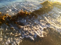 tide and seaweed washing onto a shore 