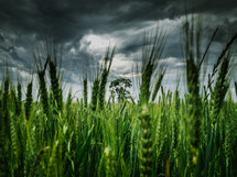 green wheat in a field 