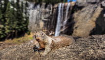 squirrel on a rock 